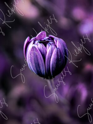 Purple Serenity - Flower Photography Fine Art - Suusies Kiekjes - Fine Art Magical Photography - Watermark
