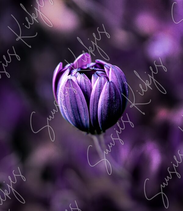 Purple Serenity - Flower Photography Fine Art - Suusies Kiekjes - Fine Art Magical Photography - Watermark