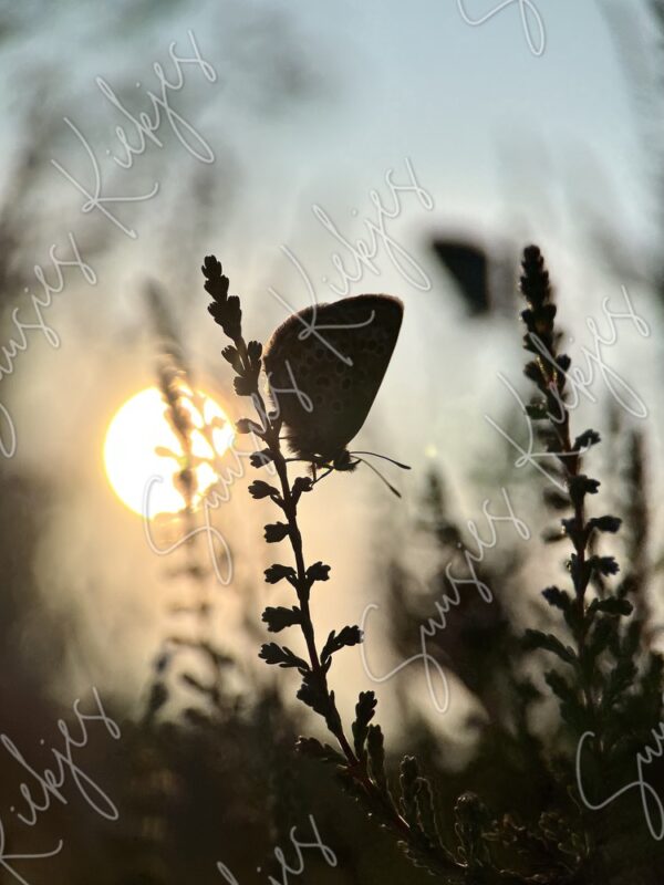 Silhouettes at Sunset - Suusies Kiekjes - Fine Art Magical Photography - Watermark