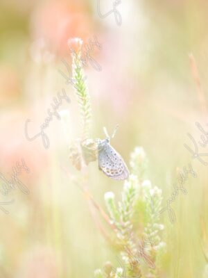 Soft Morning Glow - Suusies Kiekjes - Fine Art Magical Photography - Watermark