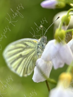 Soft Touch of Spring - Suusies Kiekjes - Fine Art Magical Photography - Watermark