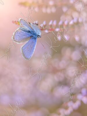 Soft Wings of Dawn - Suusies Kiekjes - Fine Art Magical Photography - Watermark