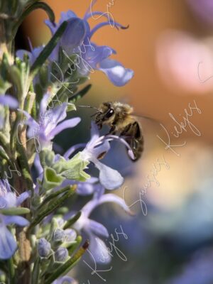 The Gentle Gatherer - Suusies Kiekjes - Fine Art Magical Photography - Watermark