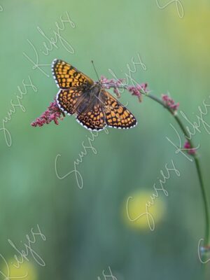 Vibrant Solitude - Suusies Kiekjes - Fine Art Magical Photography - Watermark