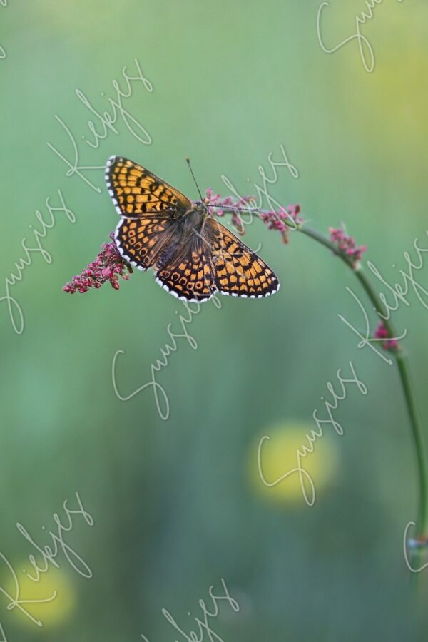 Vibrant Solitude - Suusies Kiekjes - Fine Art Magical Photography - Watermark