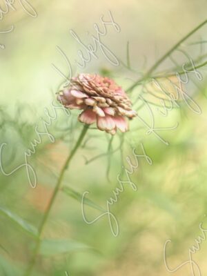 Whisper of Autumn - Suusies Kiekjes - Fine Art Magical Photography - Watermark