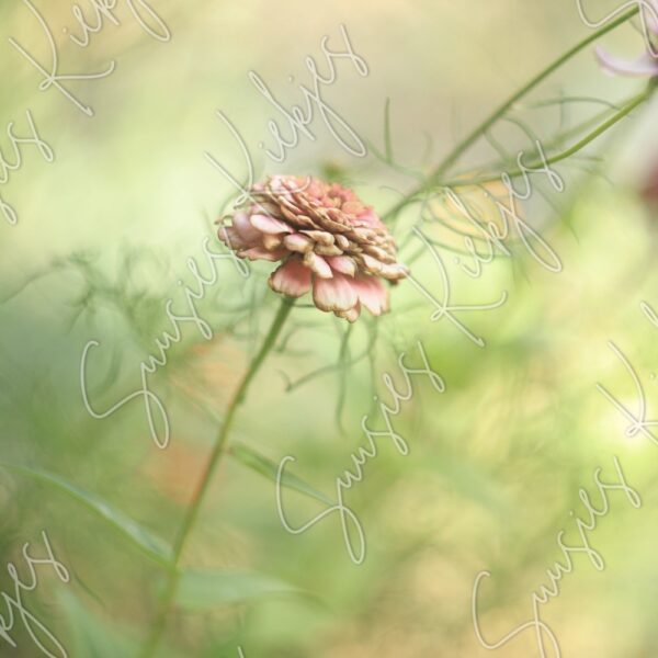 Whisper of Autumn - Suusies Kiekjes - Fine Art Magical Photography - Watermark