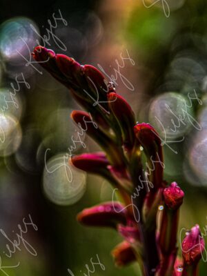 Whispers of Dawn - Suusies Kiekjes - Fine Art Magical Photography - Watermark