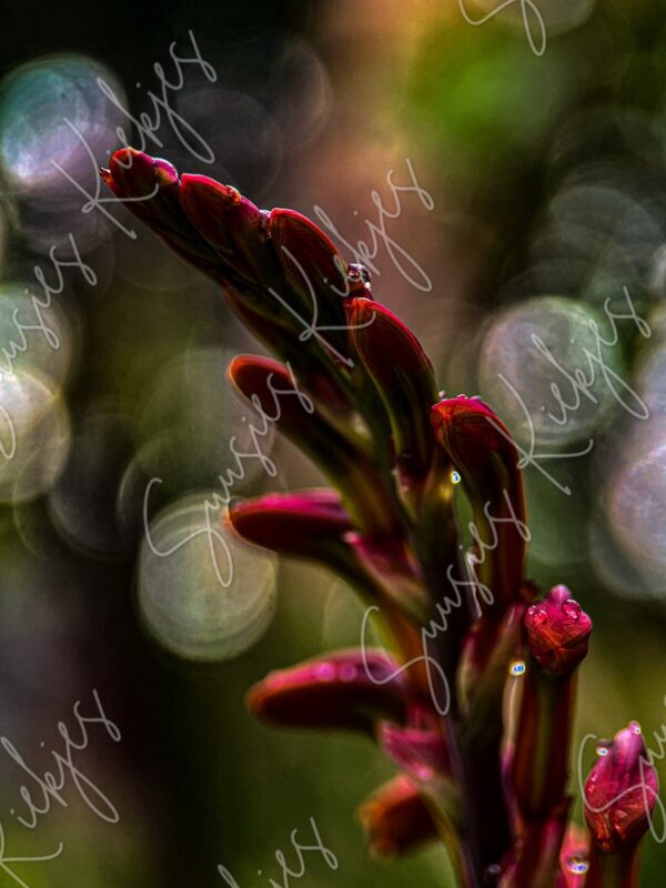 Whispers of Dawn - Suusies Kiekjes - Fine Art Magical Photography - Watermark
