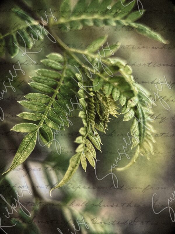 Whispers of Nature - Suusies Kiekjes - Fine Art Magical Photography - Watermark