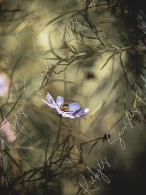 Whispers of Serenity - Suusies Kiekjes - Fine Art Magical Photography - Watermark