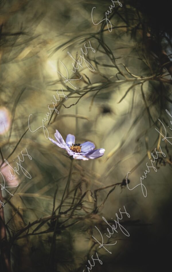 Whispers of Serenity - Suusies Kiekjes - Fine Art Magical Photography - Watermark