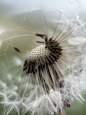 Whispers of the Wind - Suusies Kiekjes - Fine Art Magical Photography - Watermark