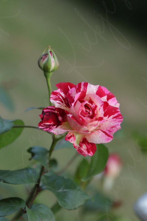 Candy-Striped Rose in Bloom Suusies-Kiekjes-Fine-Art-Magical-Photography watermarked