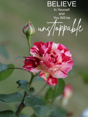 Candy-Striped Rose in Bloom with Quote Suusies Kiekjes Fine Art Magical Photography watermarked
