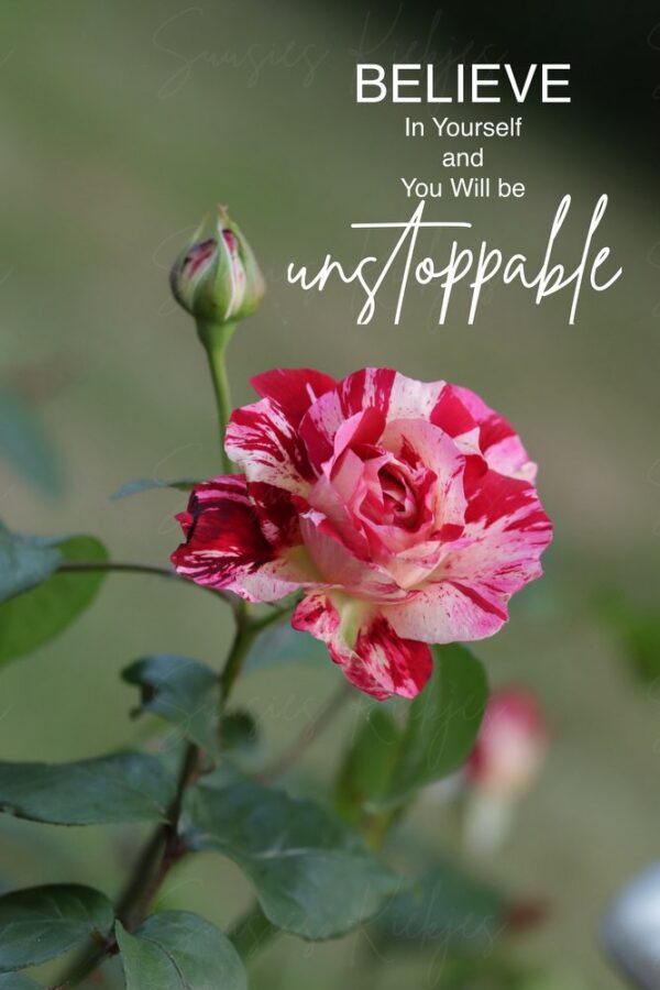 Candy-Striped Rose in Bloom with Quote Suusies Kiekjes Fine Art Magical Photography watermarked